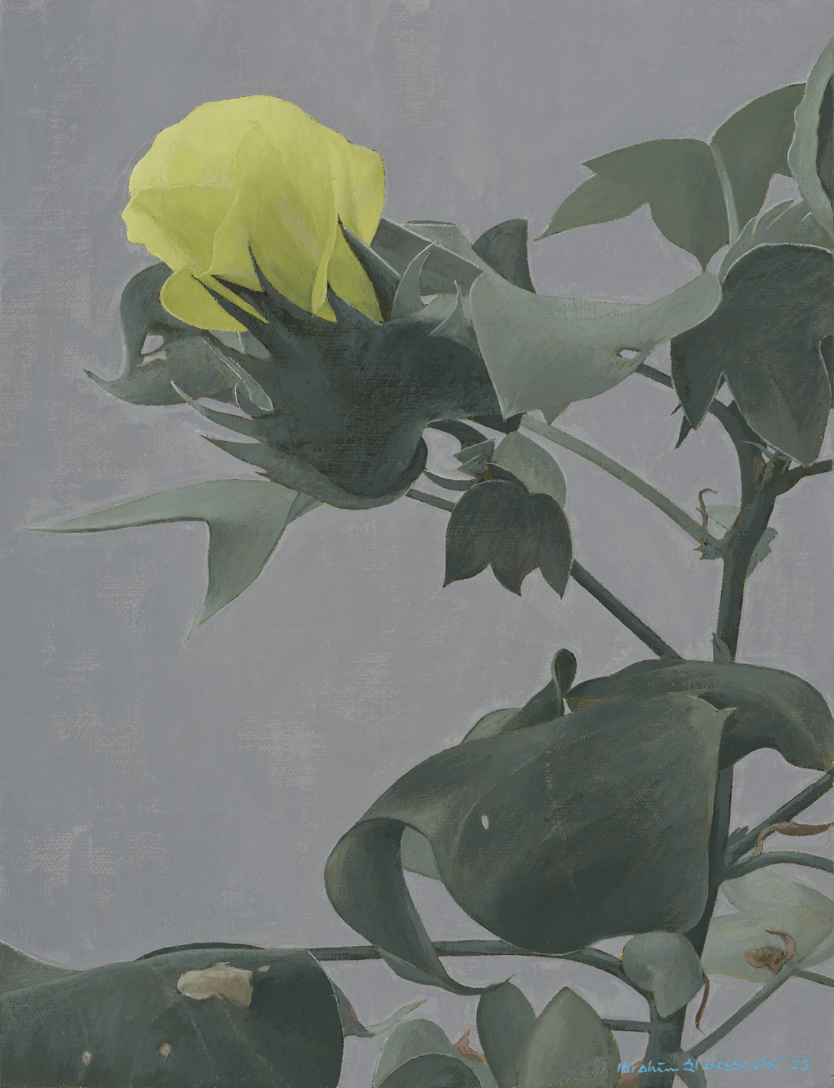 The Cotton Flower 6, 2025 — Oil on canvas, 30 × 23 cm.