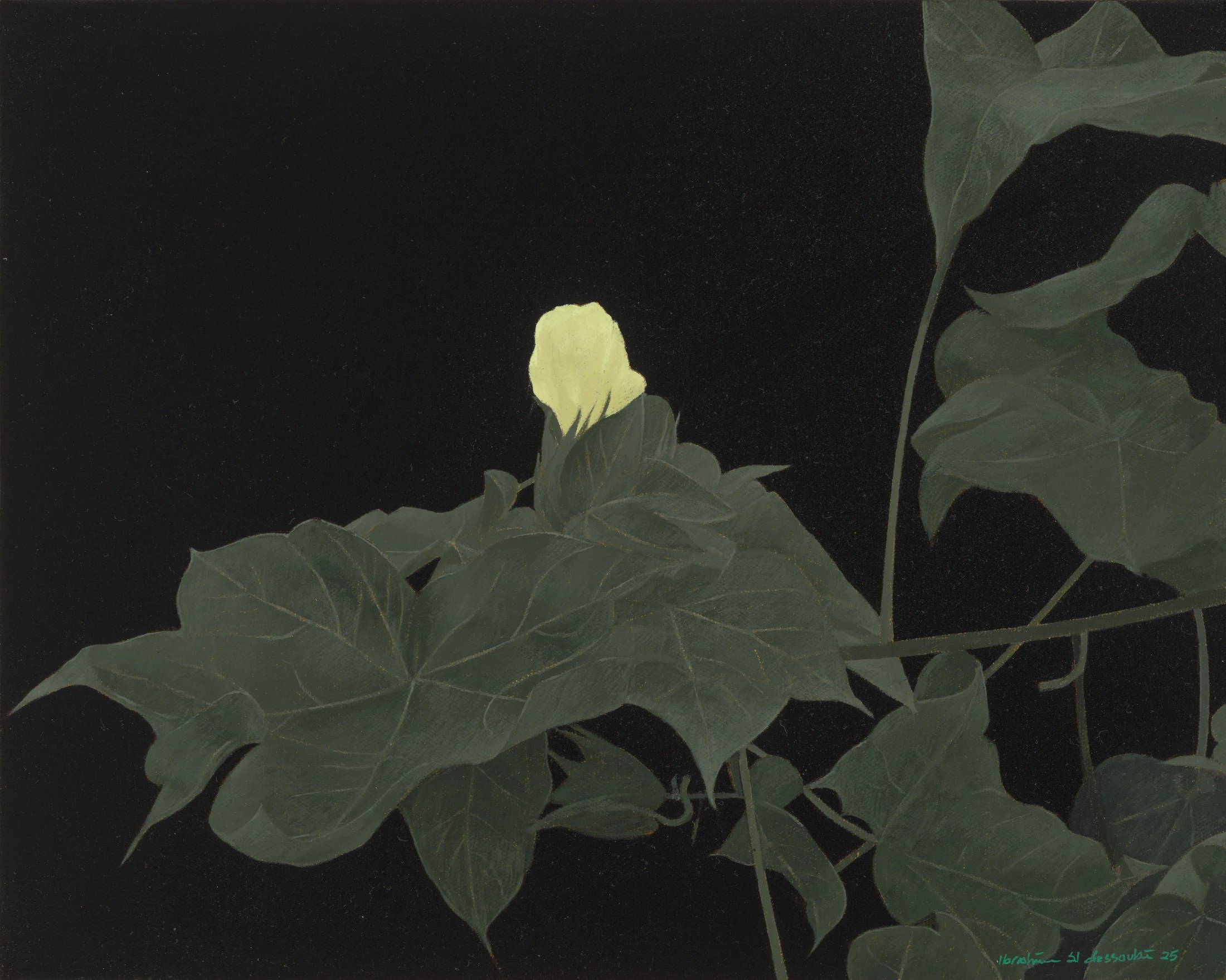 The Cotton Flower 2, 2025 — Oil on canvas, 20 × 37.5 cm.