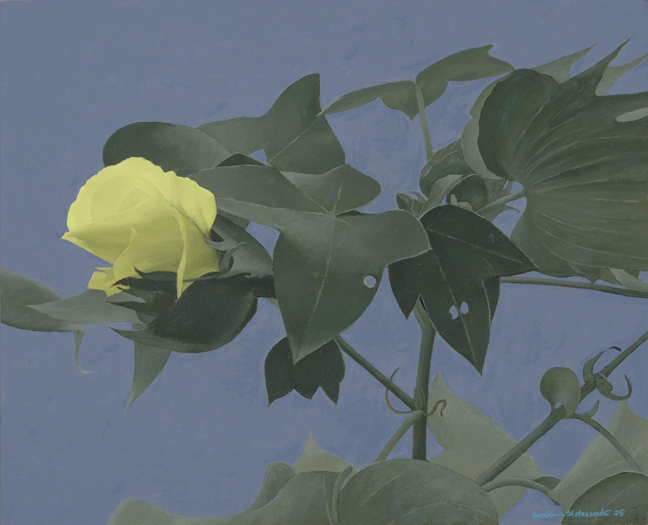The Cotton Flower 4, 2025 — Oil on canvas, 30 × 37 cm.
